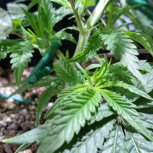 Black Garlic Clone Organic Grow. Week 2 - March 4: Day 8