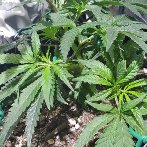 Black Garlic Clone Organic Grow. Week 2 - March 9: Day 13