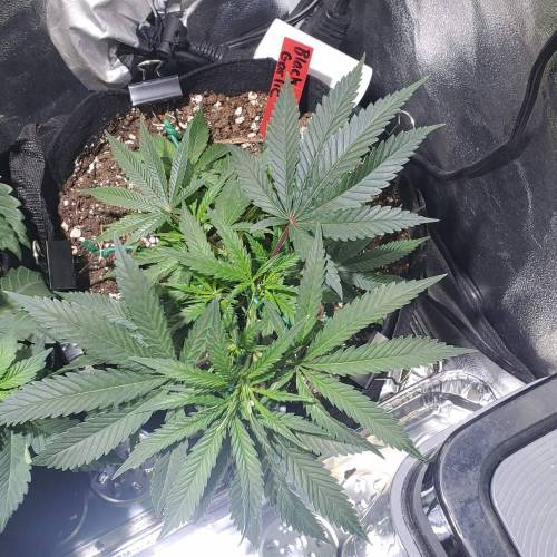 Black Garlic Clone Organic Grow. Week 2 - March 9: Day 13