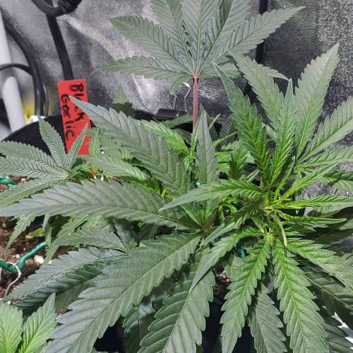 Black Garlic Clone Organic Grow. Week 2 - March 9: Day 13