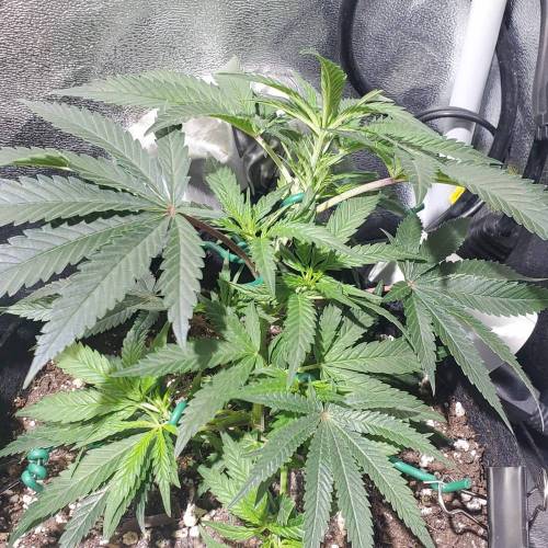 Black Garlic Clone Organic Grow. Week 2 - March 9: Day 13