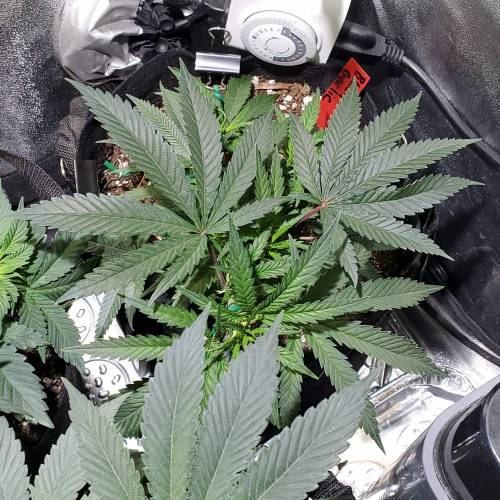 Black Garlic Clone Organic Grow. Week 2 - March 10: Day 14