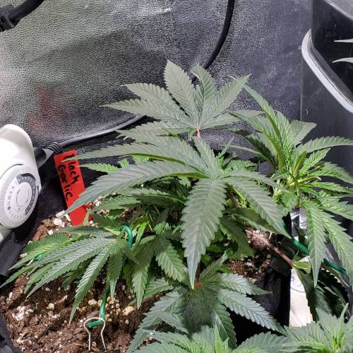 Black Garlic Clone Organic Grow. Week 2 - March 10: Day 14
