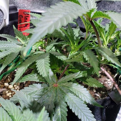 Black Garlic Clone Organic Grow. Week 2 - March 10: Day 14