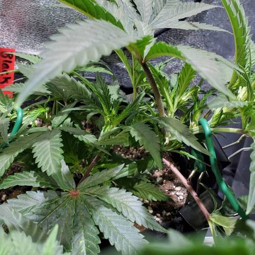Black Garlic Clone Organic Grow. Week 2 - March 10: Day 14