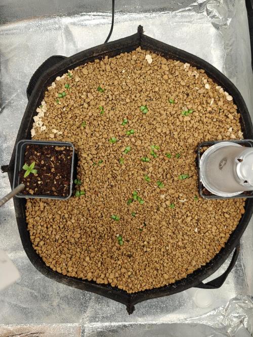 Permanent Jealousy XL Auto. Week 1 - 15/11