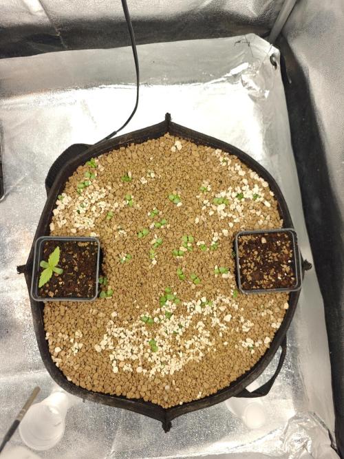 Permanent Jealousy XL Auto. Week 1 - 17/11