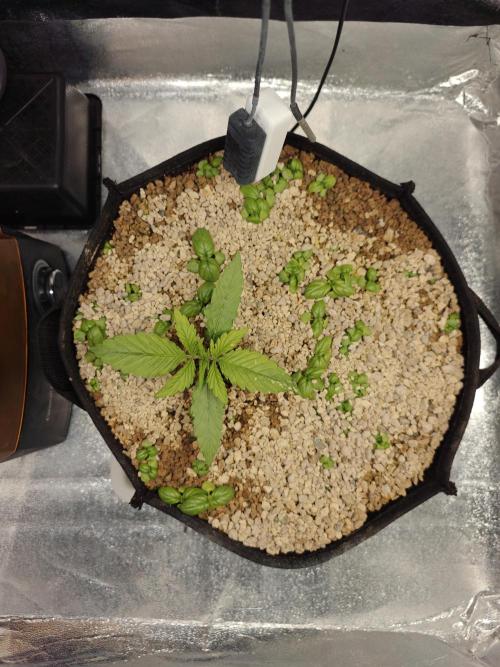 Permanent Jealousy XL Auto. Week 2 - 24/11