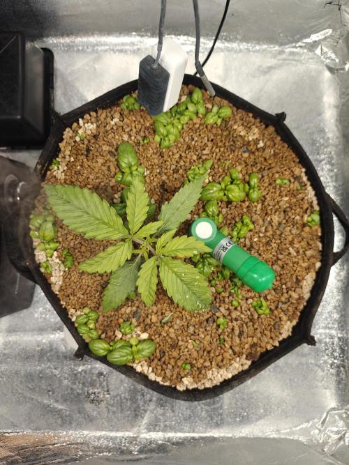 Permanent Jealousy XL Auto. Week 2 - 27/11