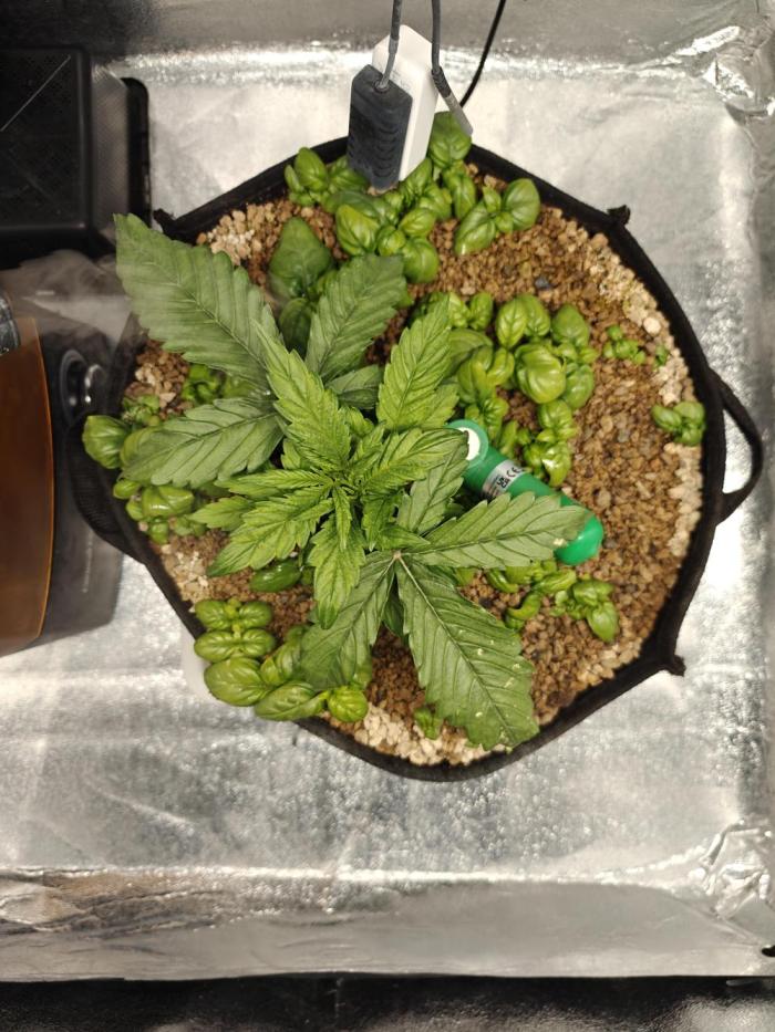 Permanent Jealousy XL Auto. Week 3 - 2/12