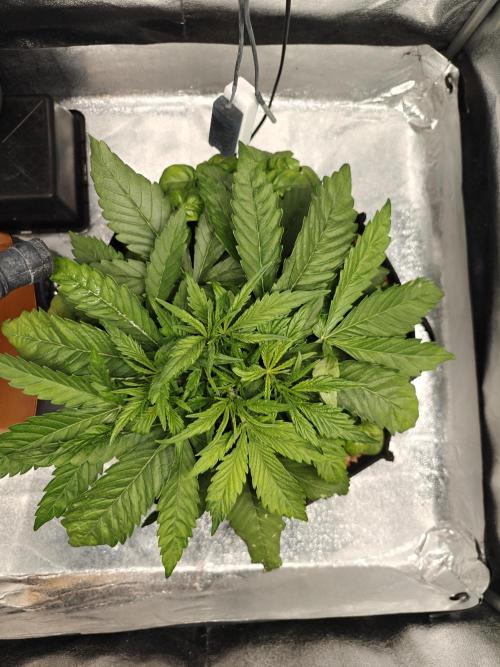 Permanent Jealousy XL Auto. Week 4 - 8/12