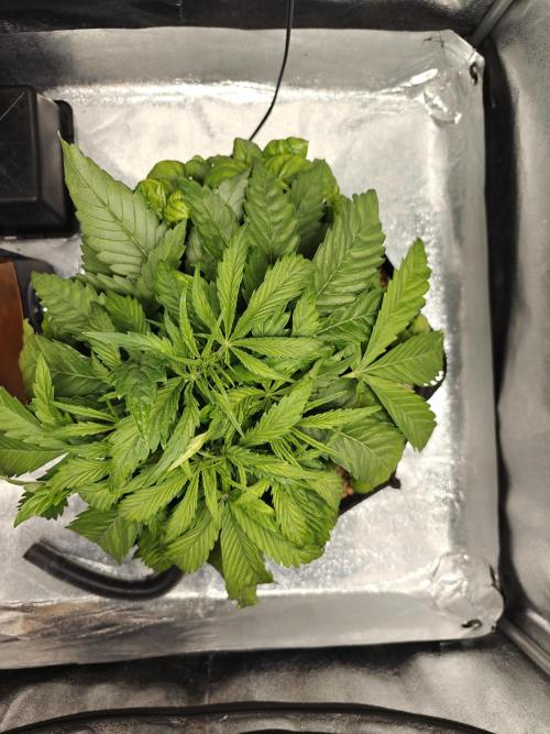 Permanent Jealousy XL Auto. Week 4 - 10/12