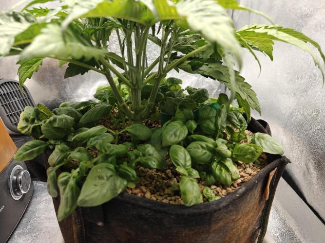 Permanent Jealousy XL Auto. Week 4 - 11/12