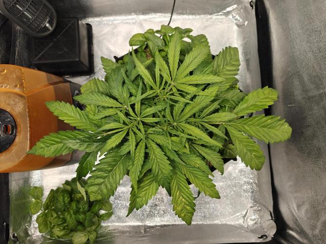 Permanent Jealousy XL Auto. Week 4 - 11/12