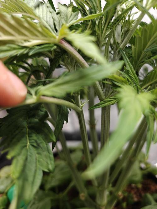 Permanent Jealousy XL Auto. Week 4 - 14/12