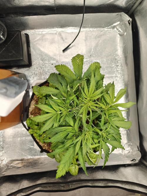 Permanent Jealousy XL Auto. Week 4 - 14/12