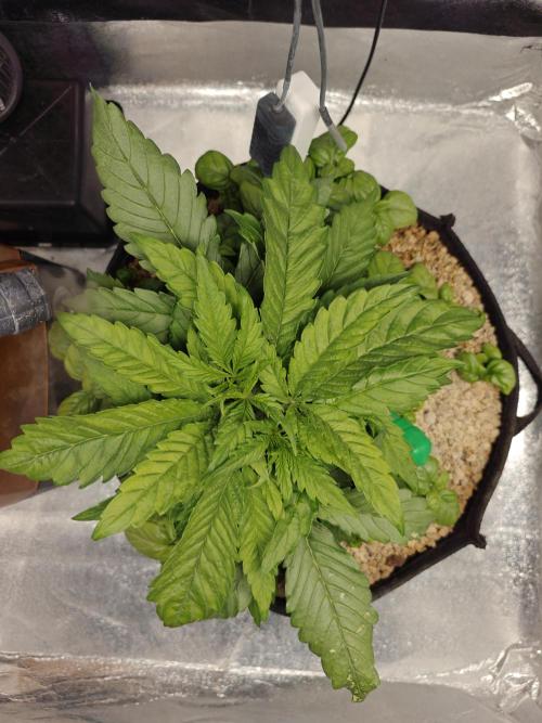 Permanent Jealousy XL Auto. Week 3 - 5/12