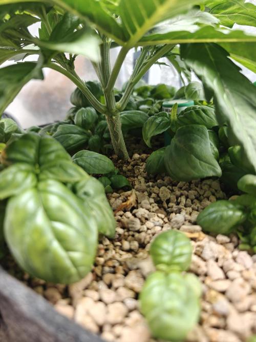 Permanent Jealousy XL Auto. Week 3 - 5/12