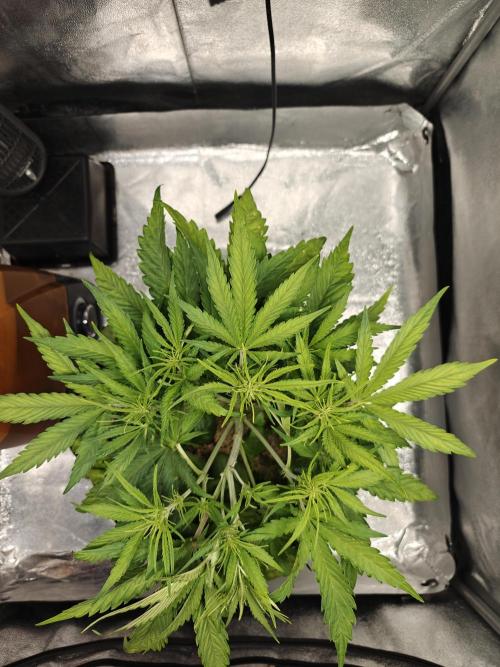 Permanent Jealousy XL Auto. Week 5 - 17/12