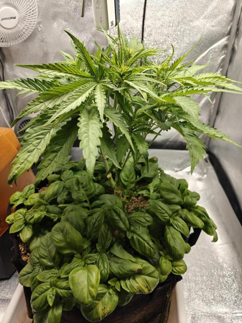 Permanent Jealousy XL Auto. Week 5 - 17/12