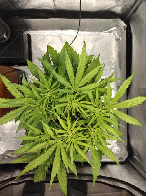 Permanent Jealousy XL Auto. Week 5 - 18/12