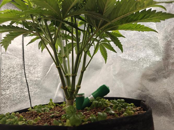 Permanent Jealousy XL Auto. Week 5 - 18/12