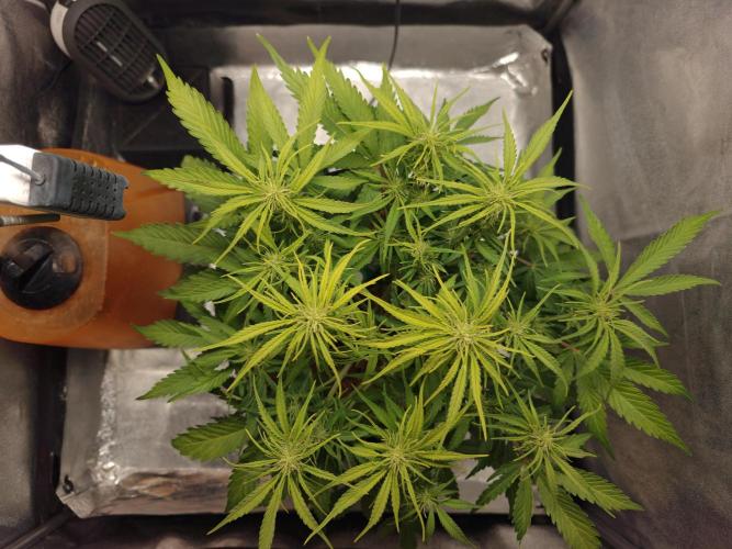 Permanent Jealousy XL Auto. Week 6 - 25/12