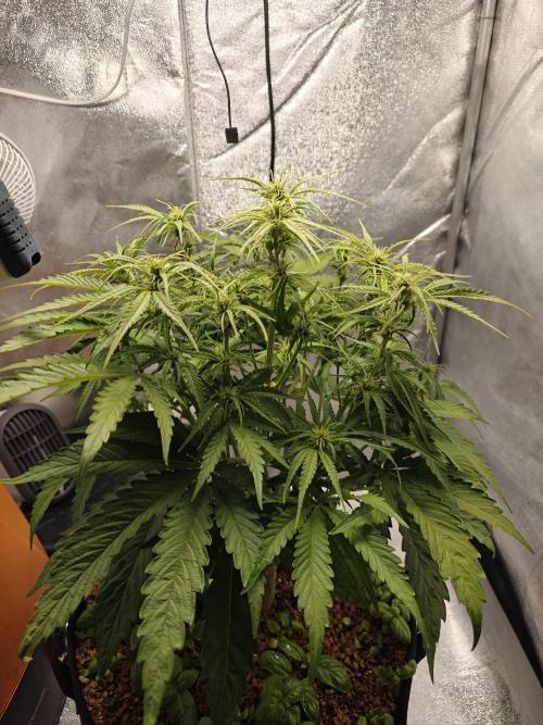 Permanent Jealousy XL Auto. Week 6 - 25/12