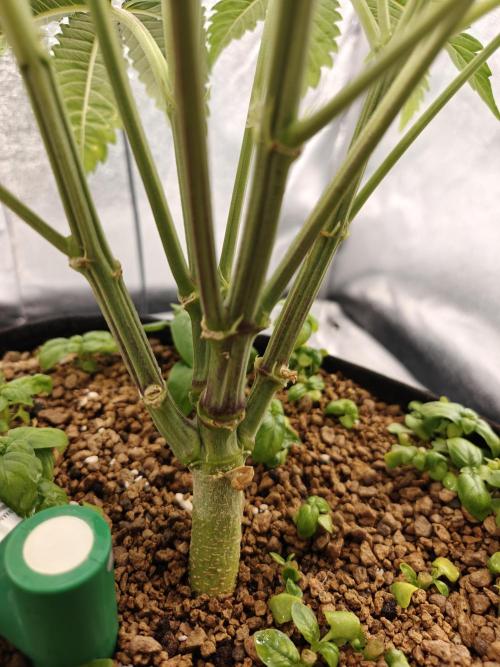 Permanent Jealousy XL Auto. Week 6 - 25/12