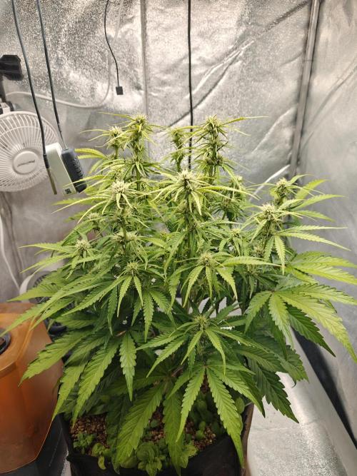 Permanent Jealousy XL Auto. Week 7 - Wednesday 