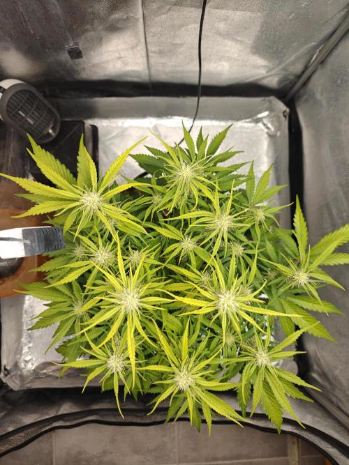 Permanent Jealousy XL Auto. Week 7 - Wednesday 