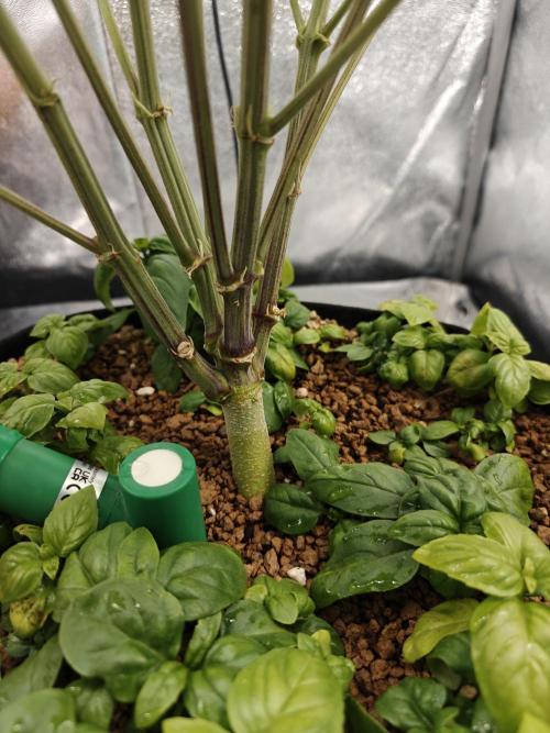 Permanent Jealousy XL Auto. Week 7 - Friday 