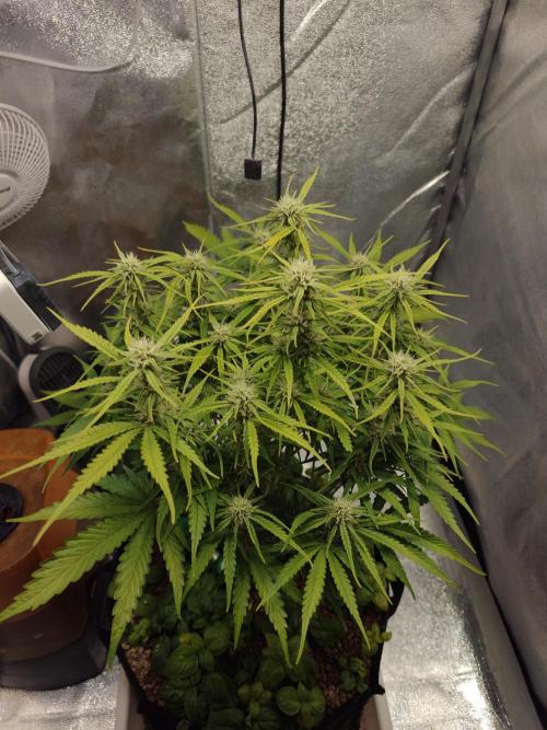 Permanent Jealousy XL Auto. Week 7 - Friday 