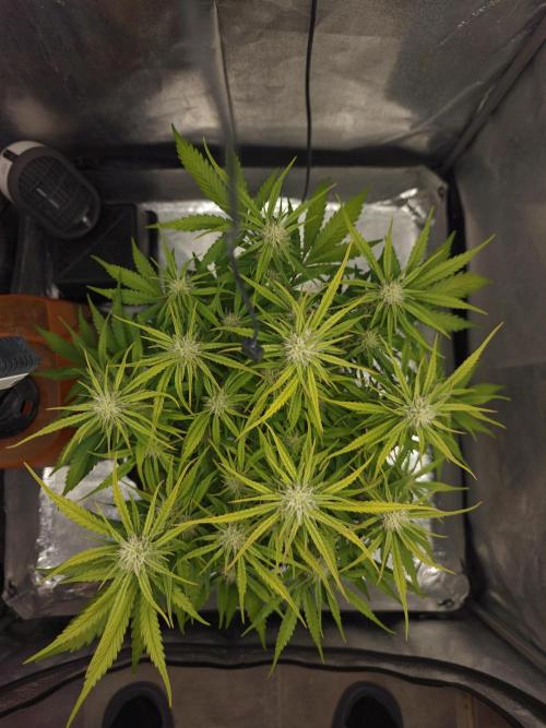 Permanent Jealousy XL Auto. Week 7 - Friday 