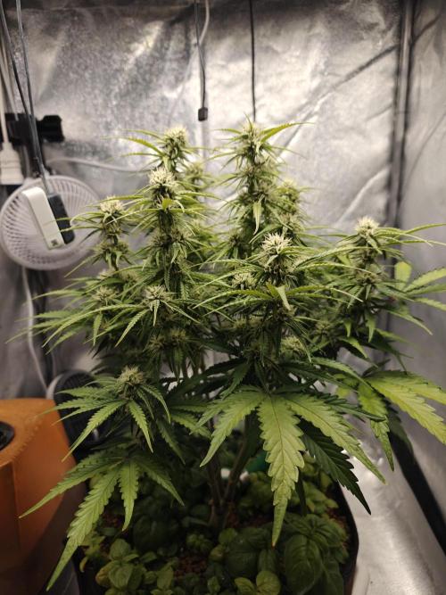 Permanent Jealousy XL Auto. Week 8 - Tuesday 