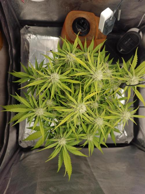 Permanent Jealousy XL Auto. Week 8 - Tuesday 