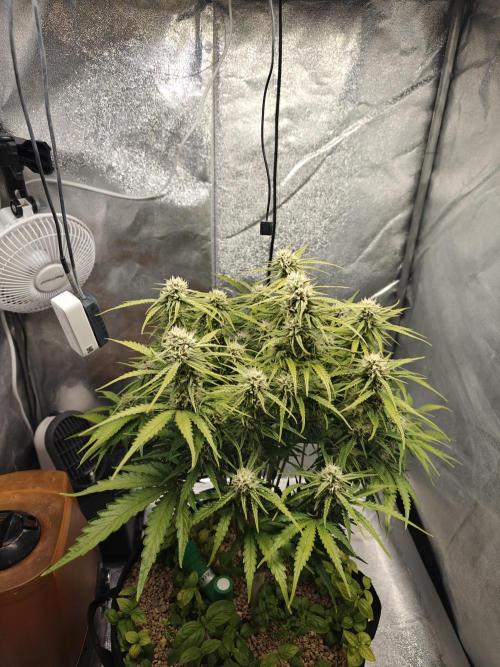 Permanent Jealousy XL Auto. Week 8 - sunday