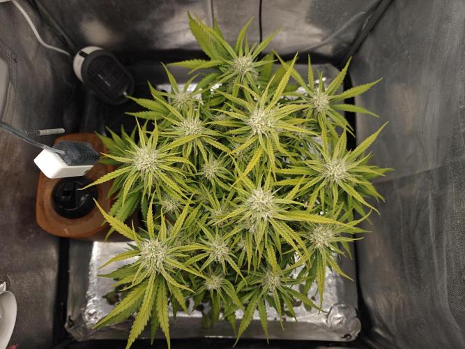 Permanent Jealousy XL Auto. Week 8 - sunday