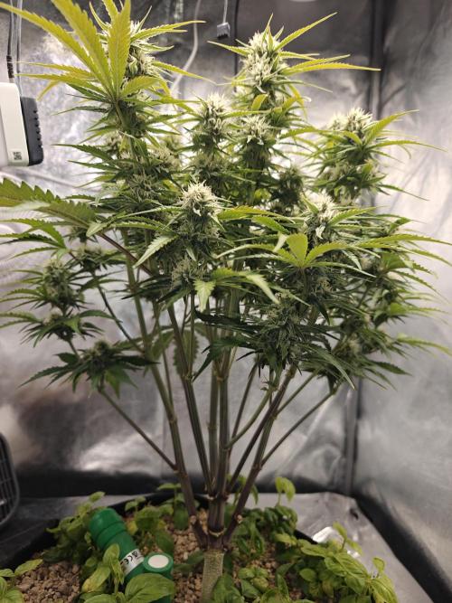 Permanent Jealousy XL Auto. Week 8 - sunday