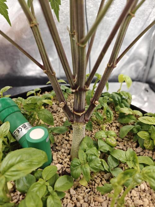 Permanent Jealousy XL Auto. Week 8 - sunday