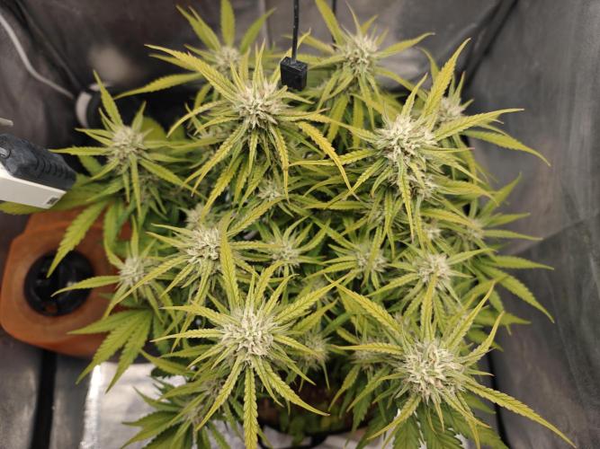 Permanent Jealousy XL Auto. Week 9 - Tuesday