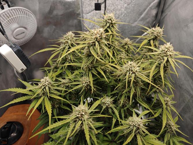 Permanent Jealousy XL Auto. Week 9 - Friday