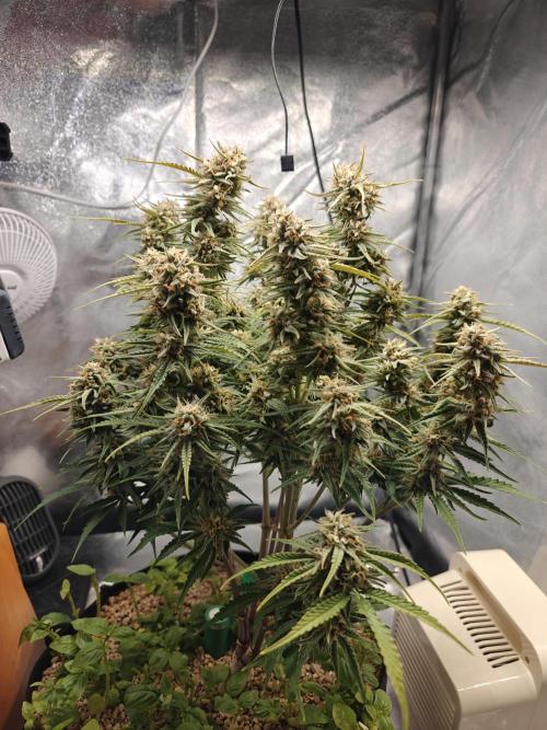 Permanent Jealousy XL Auto. Week 10