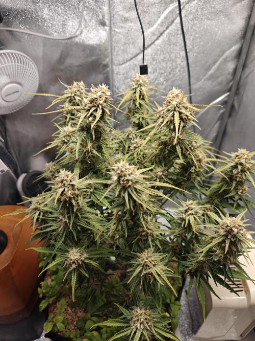 Permanent Jealousy XL Auto. Week 10