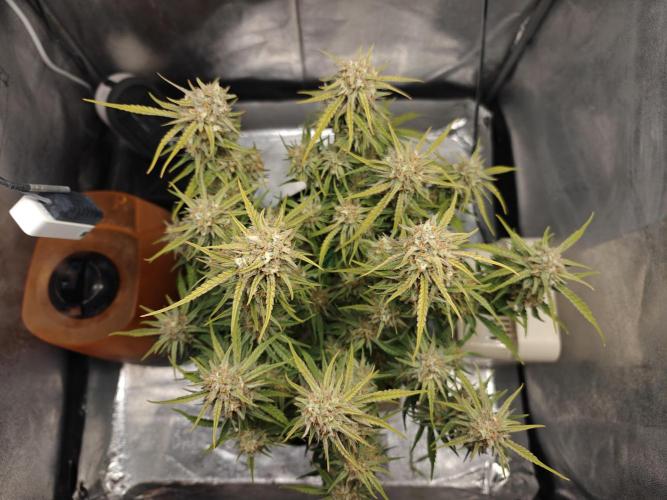 Permanent Jealousy XL Auto. Week 10