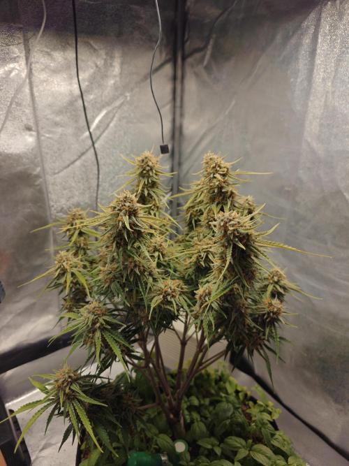 Permanent Jealousy XL Auto. Week 11