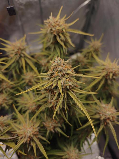 Permanent Jealousy XL Auto. Week 11