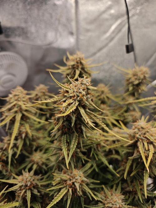 Permanent Jealousy XL Auto. Week 12