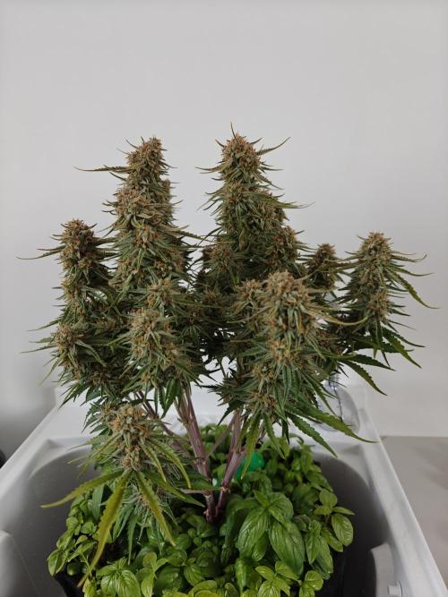 Permanent Jealousy XL Auto. Week 12