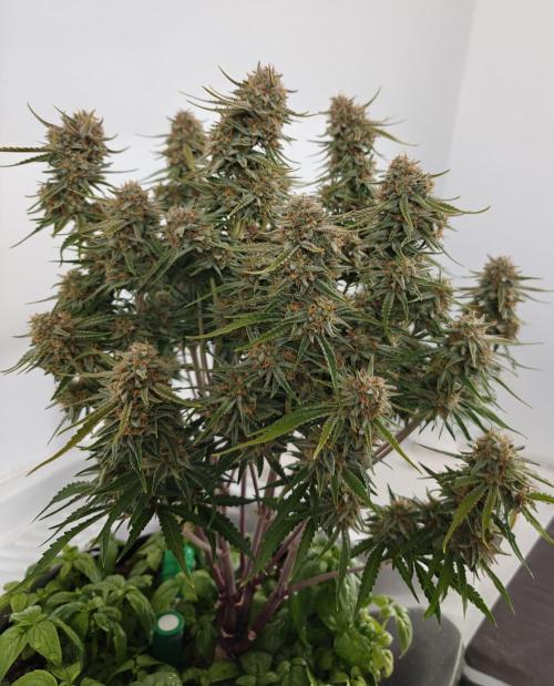 Permanent Jealousy XL Auto. Week 12